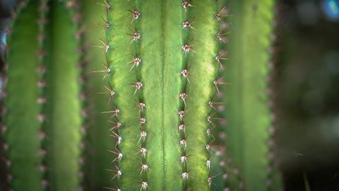 Close-Up of Green Cactus with Spines